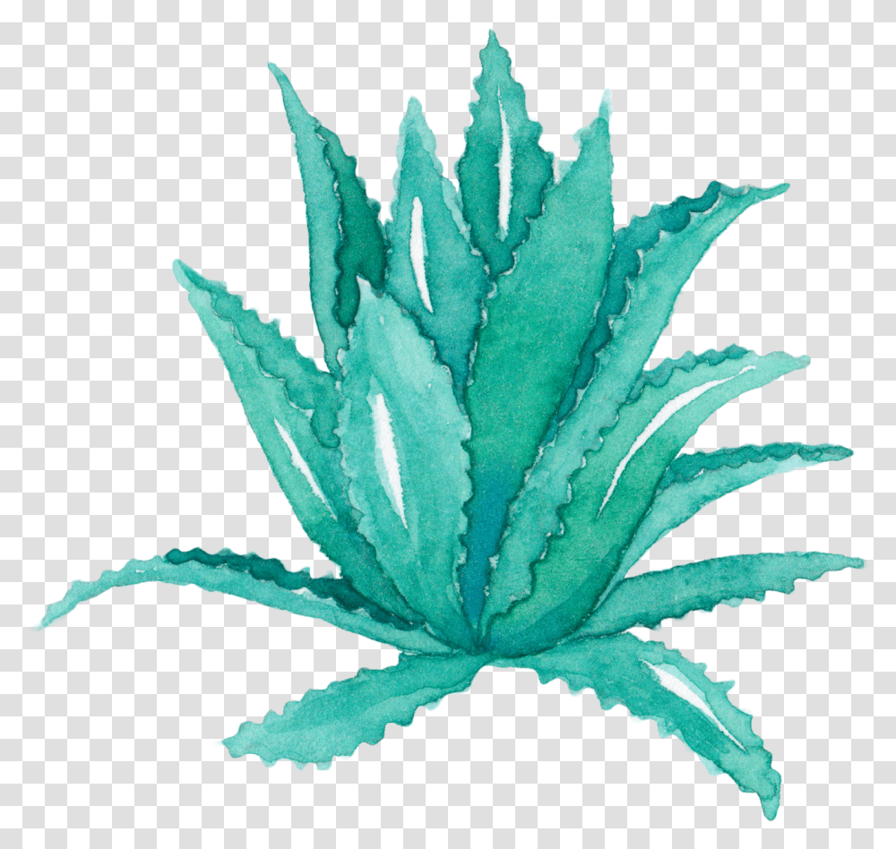 Download Aloe Vera Leaf Agave Aloe Vera Plant Watercolor,  Transparent Png
