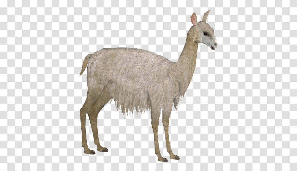 Download Alpaca Animal Figure, Sheep, Mammal, Bird, Llama Transparent Png