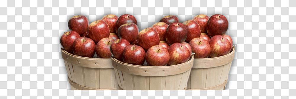 Download Altamont Orchards Apples In A Basket Image Apples In A Basket, Plant, Fruit, Food, Bowl Transparent Png