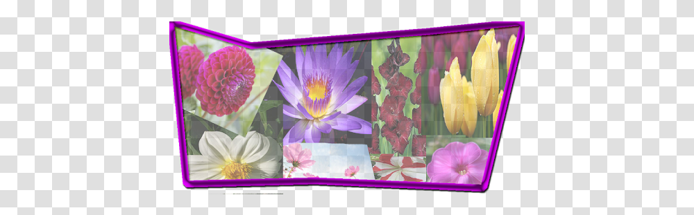 Download Amazing Flowers Wallpapers Apk For Android Free Emergent Vegetation, Plant, Blossom, Petal, Pond Lily Transparent Png