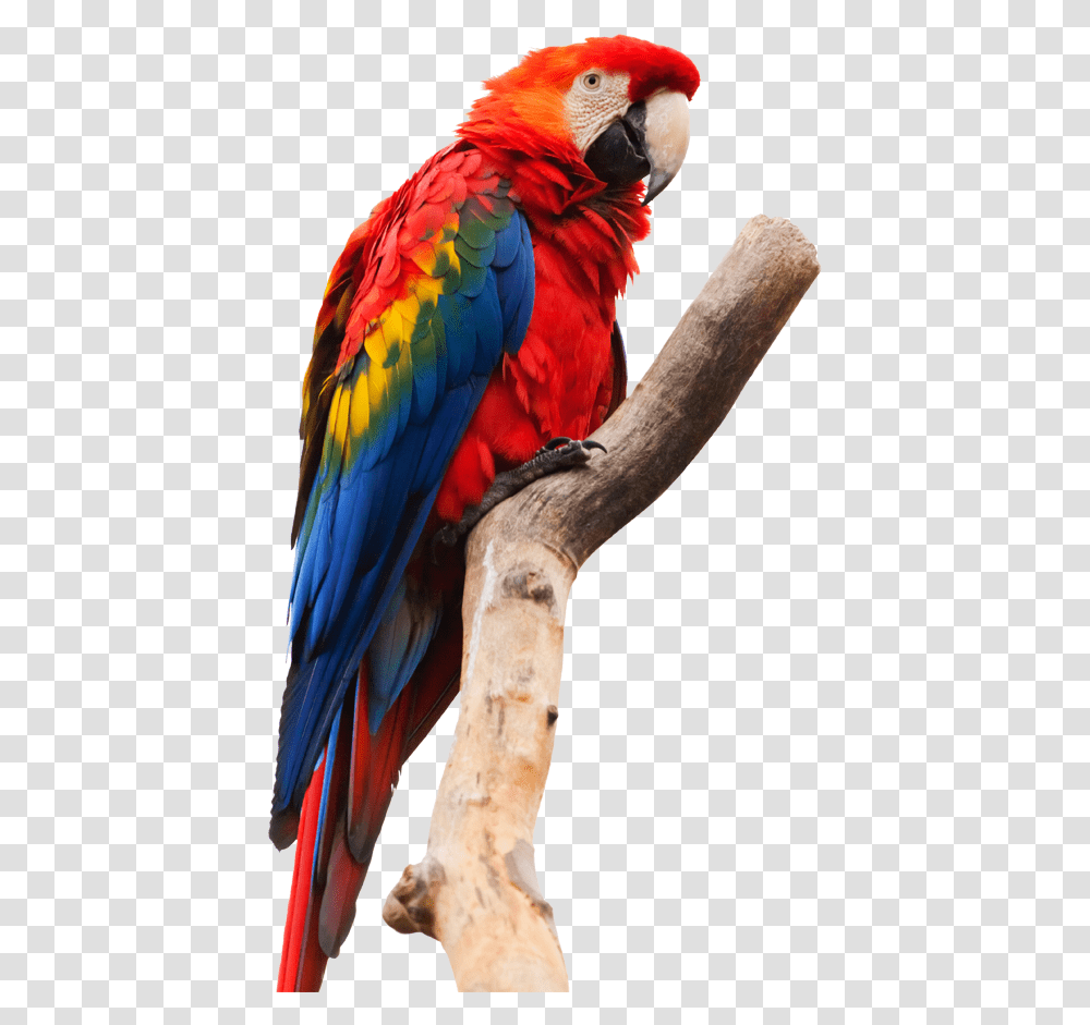 Download Amazon Rainforest Animals Amazon Rainforest, Bird, Macaw, Parrot Transparent Png