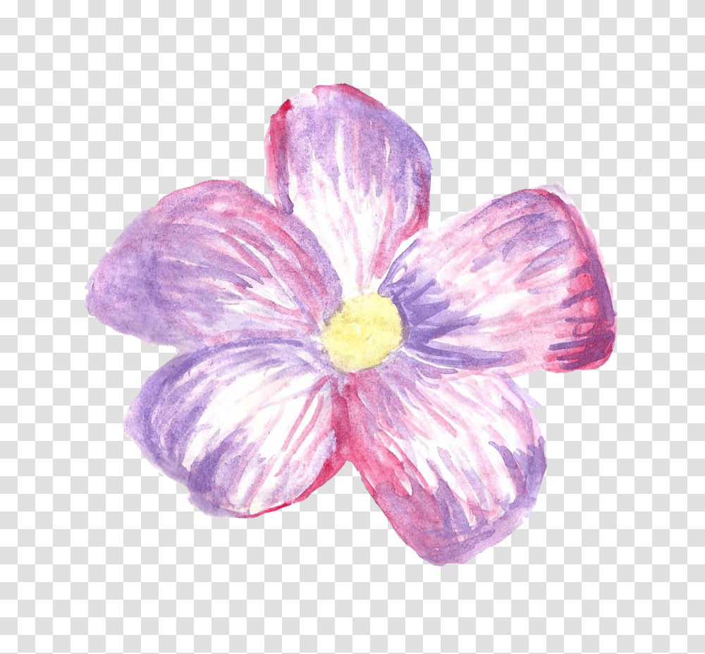 Download Ana Rosa Flower Sticker, Plant, Petal, Blossom, Anemone Transparent Png