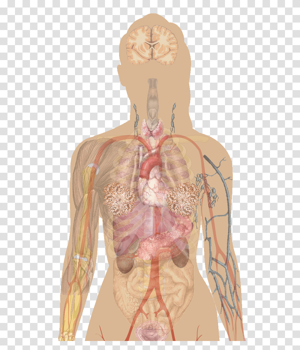 Download Anatomical Heart Fitness Tops Iodine Deficiency In Humans, Skin, Painting, Clothing, Torso Transparent Png