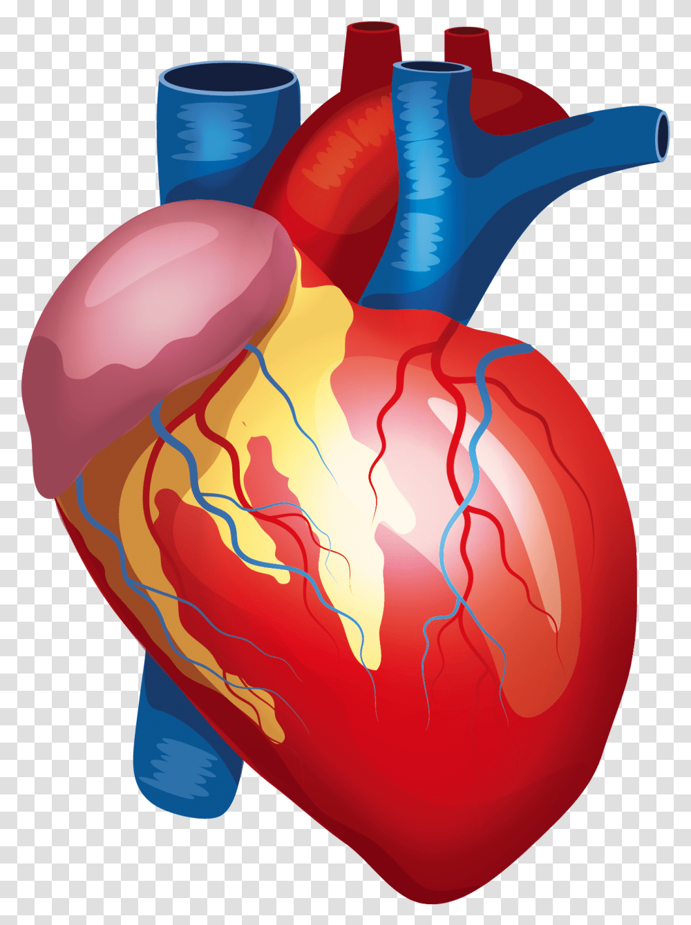 Download Anatomy Vector Human Heart Background Human Heart, Food, Sweets, Graphics, Plant Transparent Png