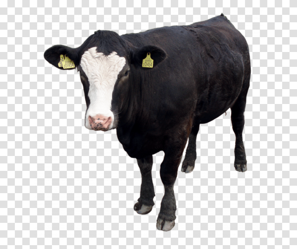 Download And Use Cow Image Black Cow, Cattle, Mammal, Animal, Bull Transparent Png