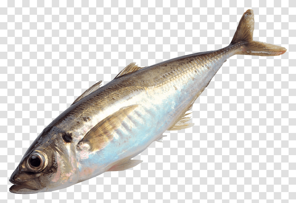 Download And Use Fish Image Fish, Herring, Sea Life, Animal, Mullet Fish Transparent Png
