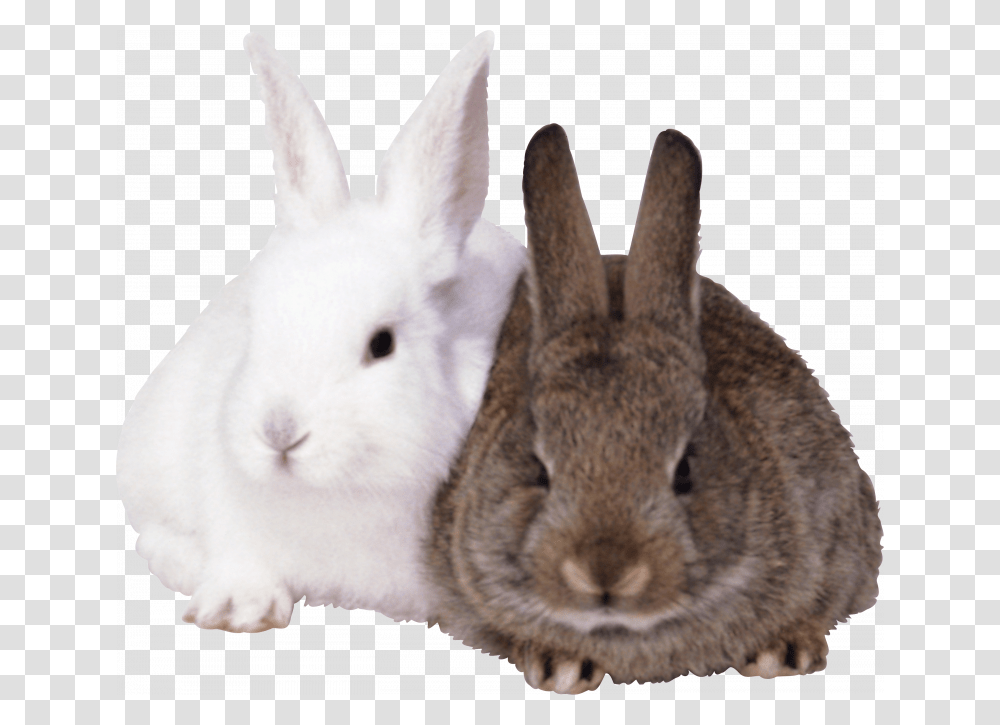 Download And Use Rabbit Icon, Hare, Rodent, Mammal, Animal Transparent Png