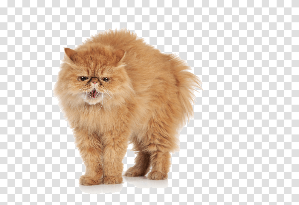 Download Angry Cat Images Angry Cat Angry Cat, Pet, Mammal, Animal, Kitten Transparent Png