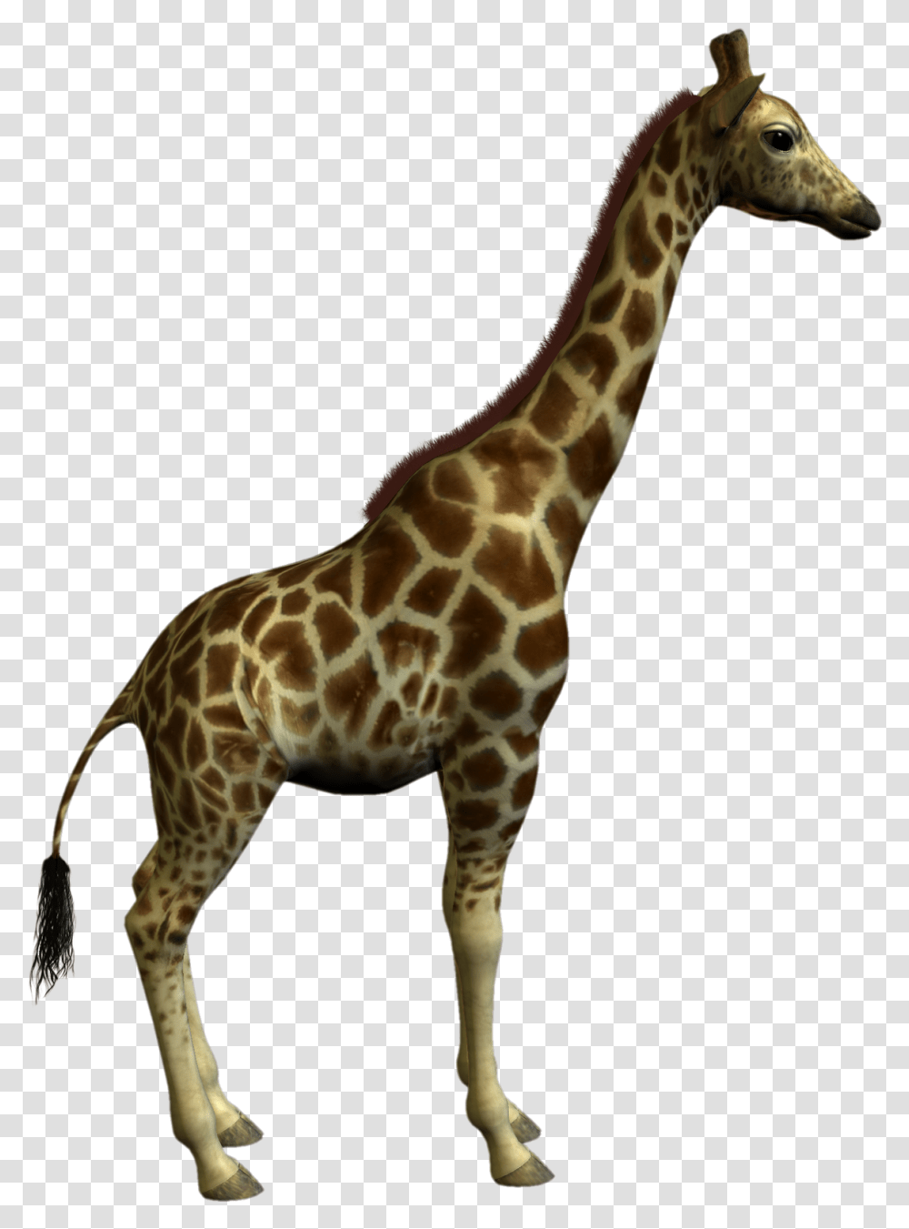 Download Animal Clipart Best Class Object Oriented Programming, Giraffe, Wildlife, Mammal Transparent Png