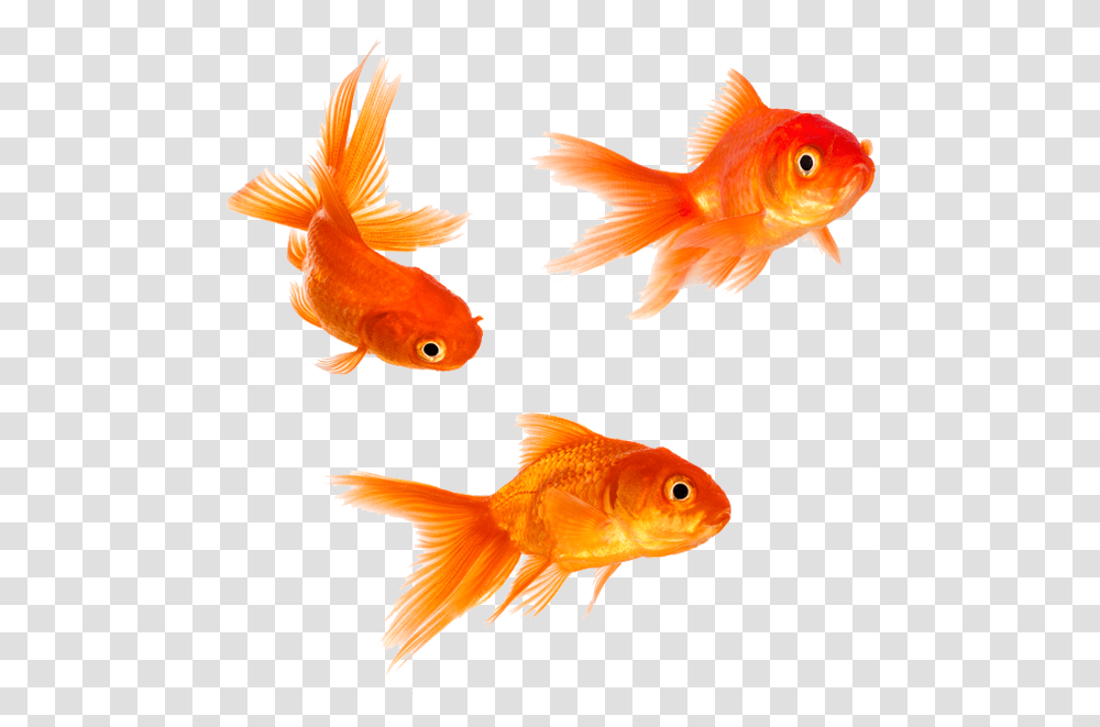 Download Animal Magic Goldfish Background Fish Transparent Png