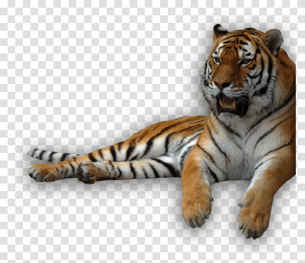 Download Animal Recents Background Tiger, Wildlife, Mammal Transparent Png