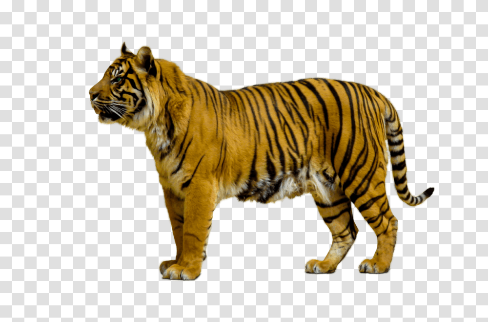 Download Animals Clipart Pngcartoon Pngcute Animal Wild Animals, Tiger, Wildlife, Mammal Transparent Png