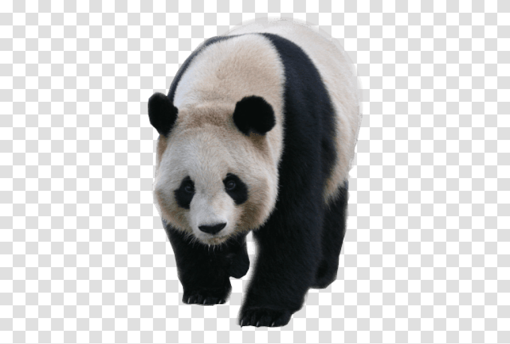Download Animals Pandas Panda Background Panda, Giant Panda, Bear, Wildlife, Mammal Transparent Png
