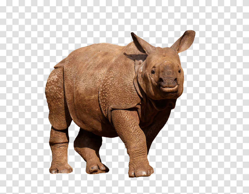 Download Animals Wild Rhino Panzer Thick Skin Animals In White Background, Elephant, Wildlife, Mammal Transparent Png