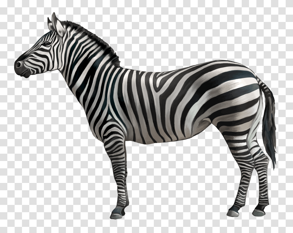 Download Animals Zebra, Wildlife, Mammal Transparent Png