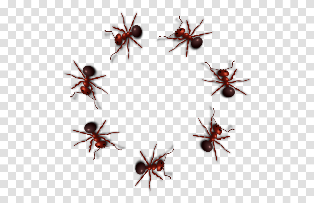 Download Animated Ants Gif, Insect, Invertebrate, Animal, Spider Transparent Png