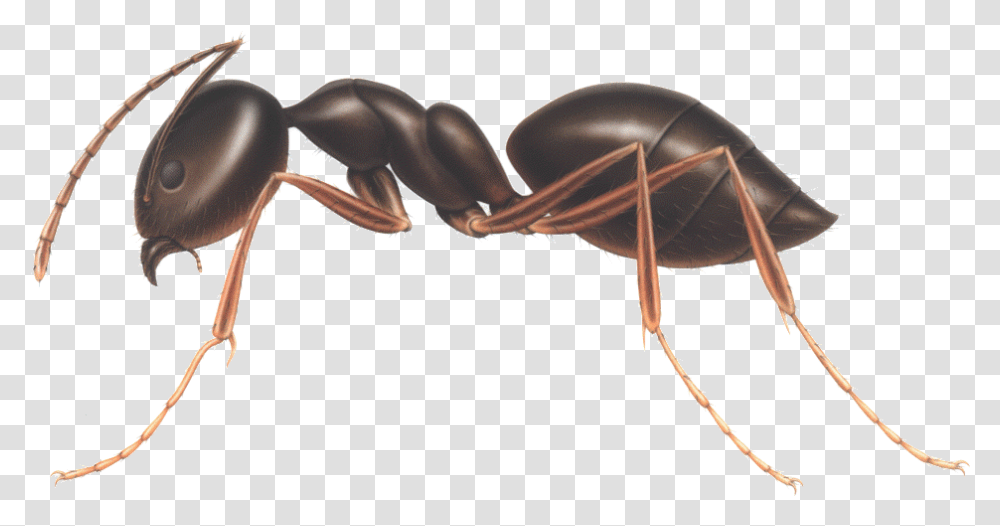 Download Ant Clipart Odorous House Ants Vs Carpenter Ants, Animal, Invertebrate, Insect, Fungus Transparent Png