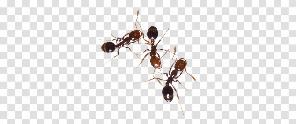 Download Ant Free Image And Clipart Ant Species In Bangladesh, Invertebrate, Animal, Insect, Spider Transparent Png