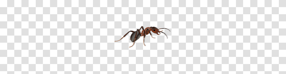 Download Ant Free Photo Images And Clipart Freepngimg, Insect, Invertebrate, Animal, Sandal Transparent Png