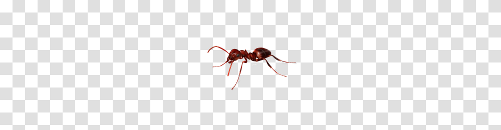 Download Ant Free Photo Images And Clipart Freepngimg, Insect, Invertebrate, Animal Transparent Png