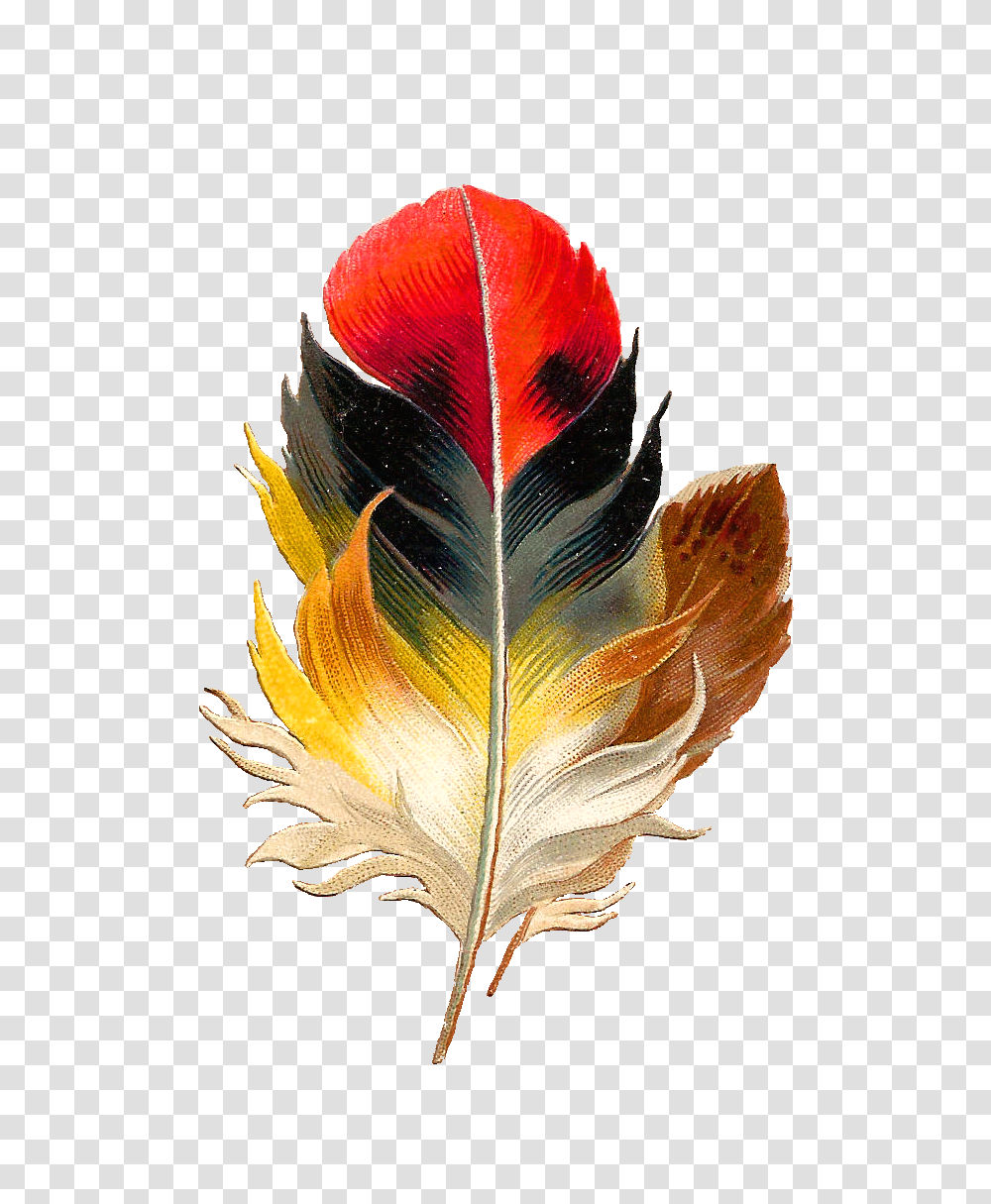 Download Antique Images Clip Art Beautiful Multi Colored Real Colorful Bird Feathers, Leaf, Plant, Bottle, Maple Leaf Transparent Png