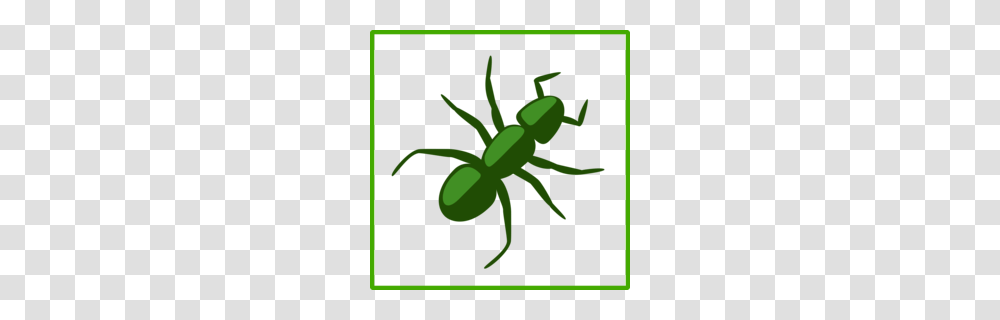 Download Ants And Watermelon Clipart Ant Clip Art Watermelon, Animal, Insect, Invertebrate, Green Transparent Png