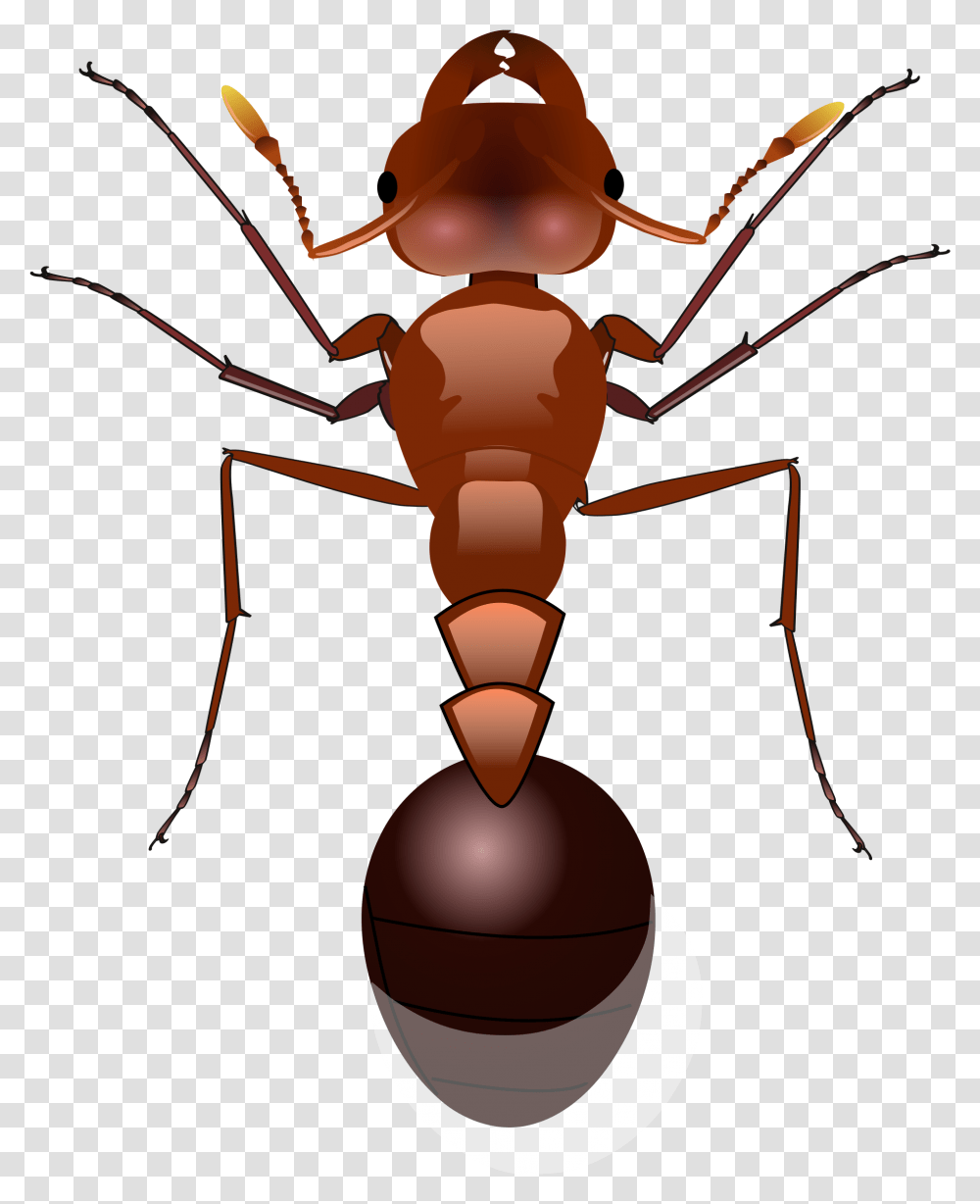 Download Ants Image For Free Ants, Lamp, Insect, Invertebrate, Animal Transparent Png