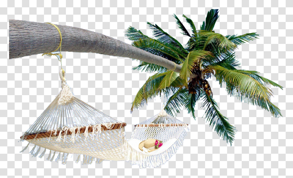 Download Arecaceae Coconut Tree Free Hq Image Clipart Exotic Beaches In The World, Furniture, Hammock, Bird, Animal Transparent Png
