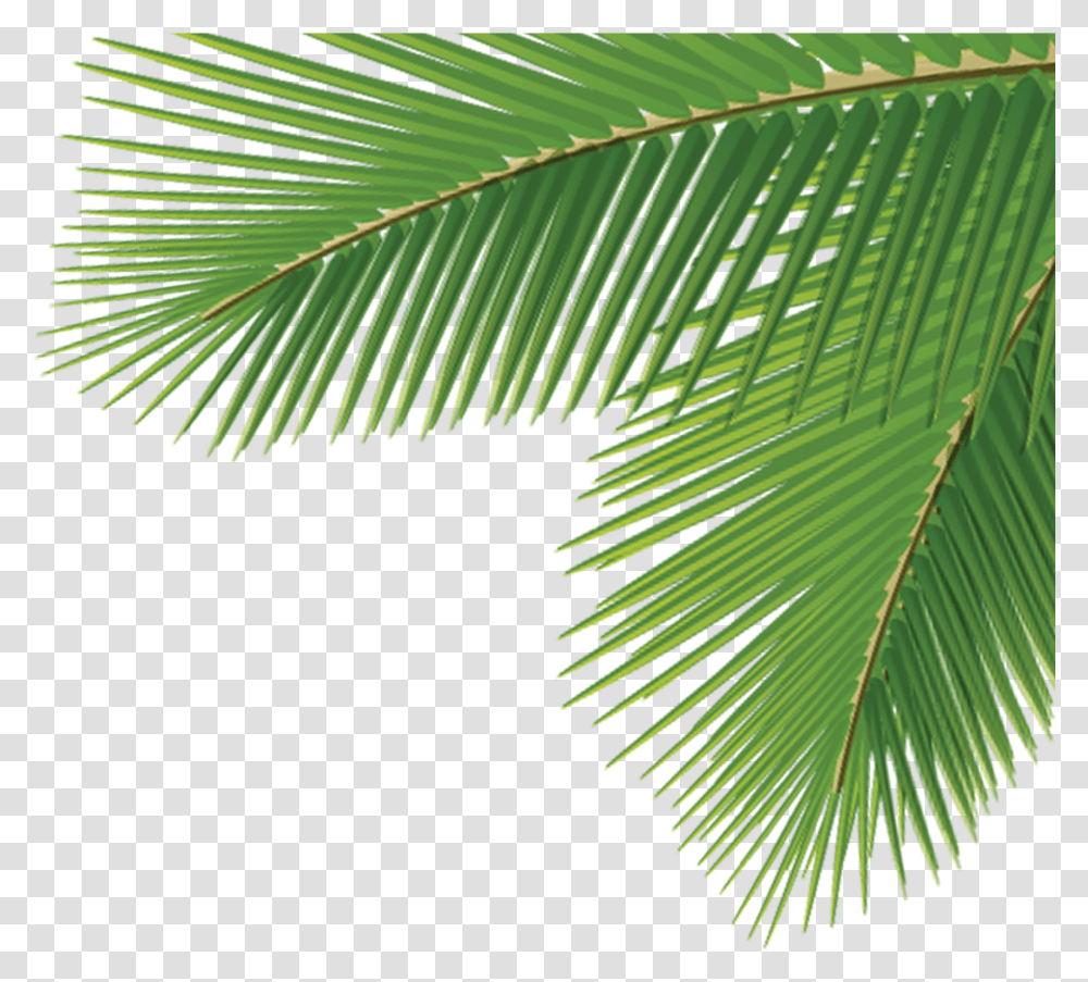 Download Arecaceae Leaf Tree Dasylirion Palm Tree Leaves, Plant, Green, Fern, Pine Transparent Png