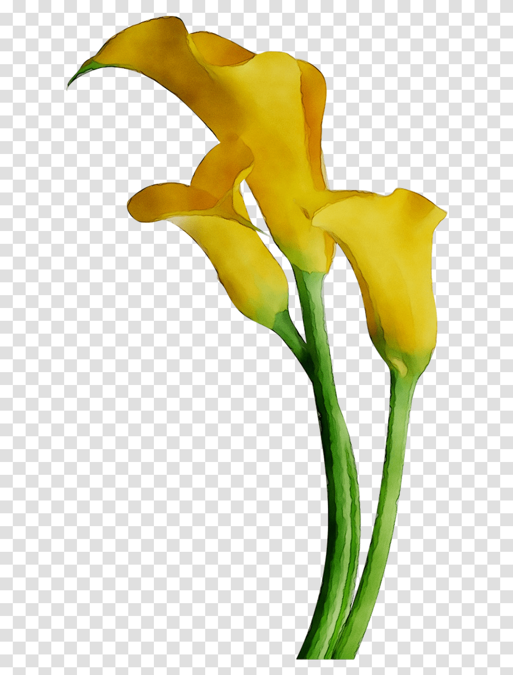 Download Arum Lily Lilies Cut Flowers Yellow Arum Bog Bog Arum, Plant, Blossom, Petal, Bird Transparent Png