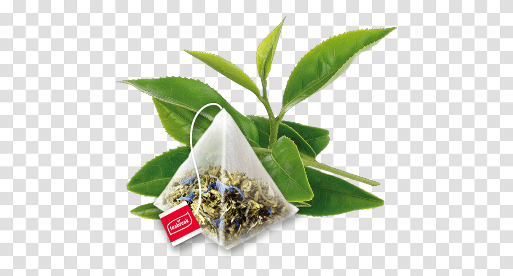 Download As The Pyramids Have Ample Space Inside Them And Pyramid Tea Bags Vector, Leaf, Plant, Jar, Potted Plant Transparent Png