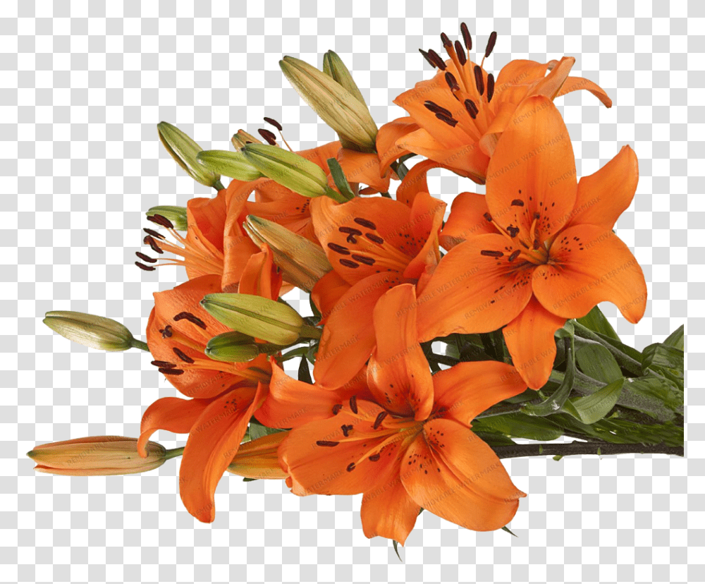 Download Asiatic Lilies Orange Lily Full Size Image Tiger Lily Flower, Plant, Blossom, Flower Arrangement, Pollen Transparent Png
