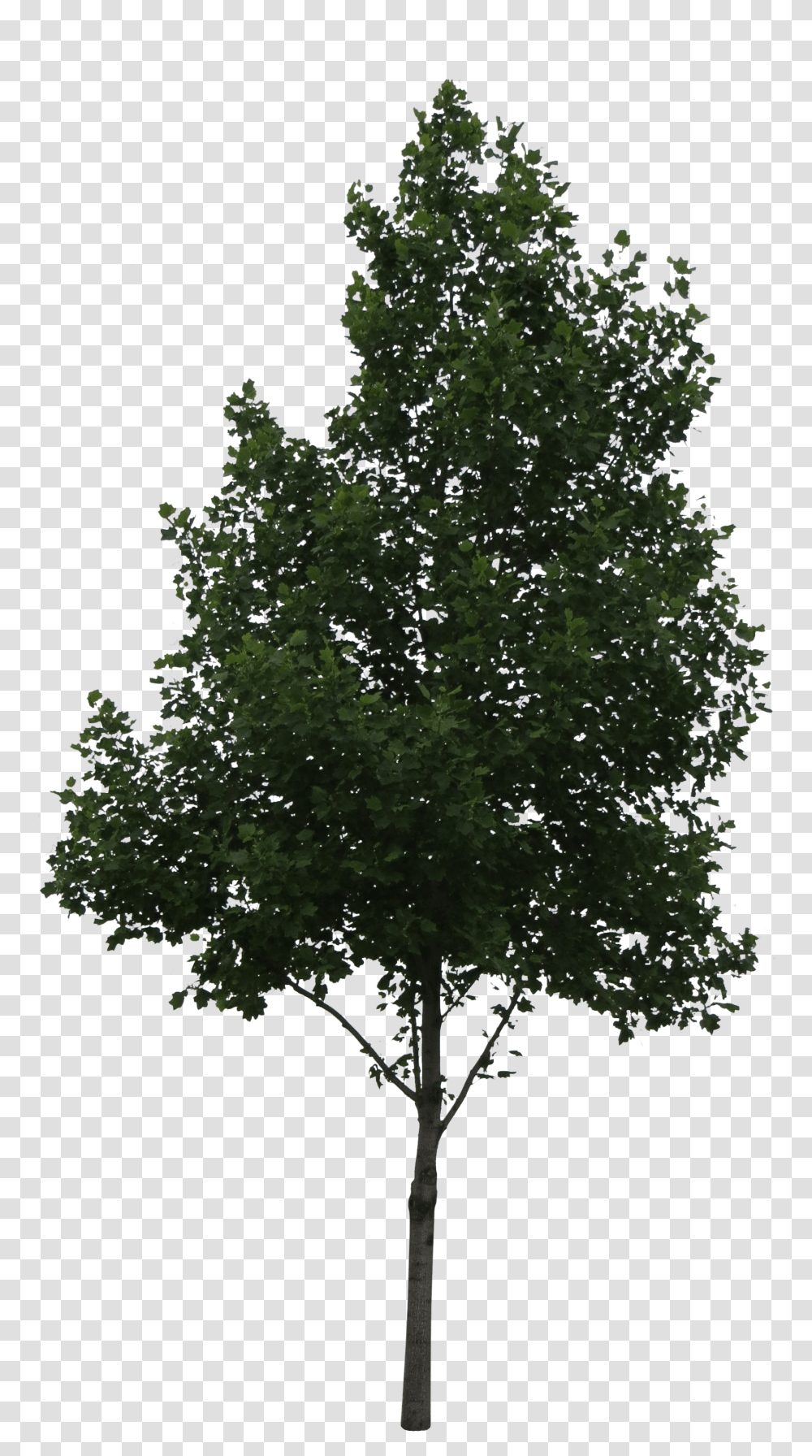 Download Aspen Tree Vector Populus Alba, Plant, Leaf, Oak, Tree Trunk Transparent Png
