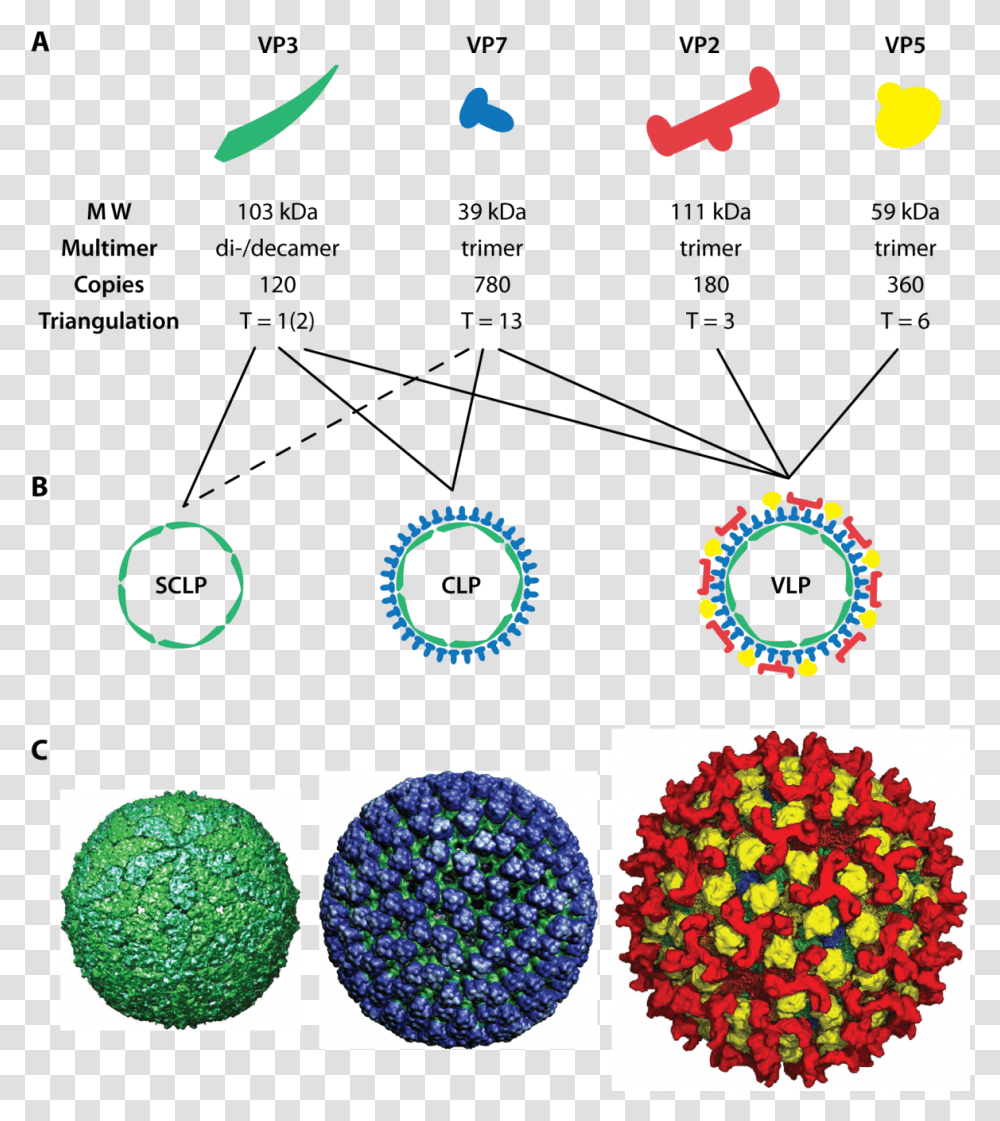 Download Assembly Of Blue Tongue Virus Like Particles Full Plant Virus Like Particle, Accessories, Text, Symbol, Light Transparent Png