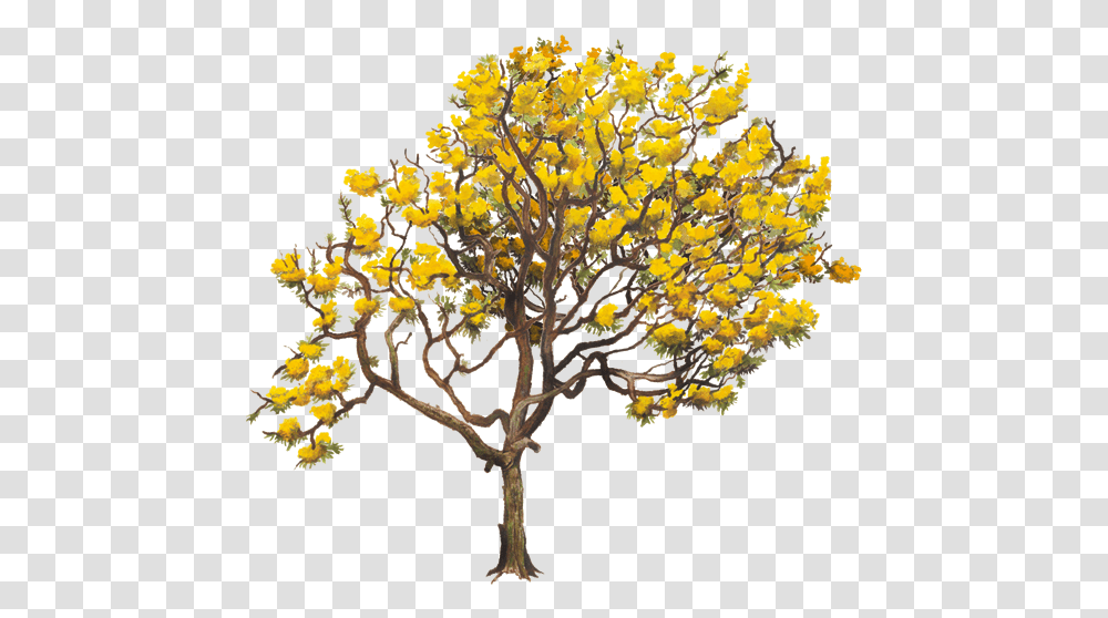 Download Aurea Tabebuia Tree Yellow Chrysantha Twig Clipart Tabebuia, Plant, Flower, Blossom, Flower Arrangement Transparent Png