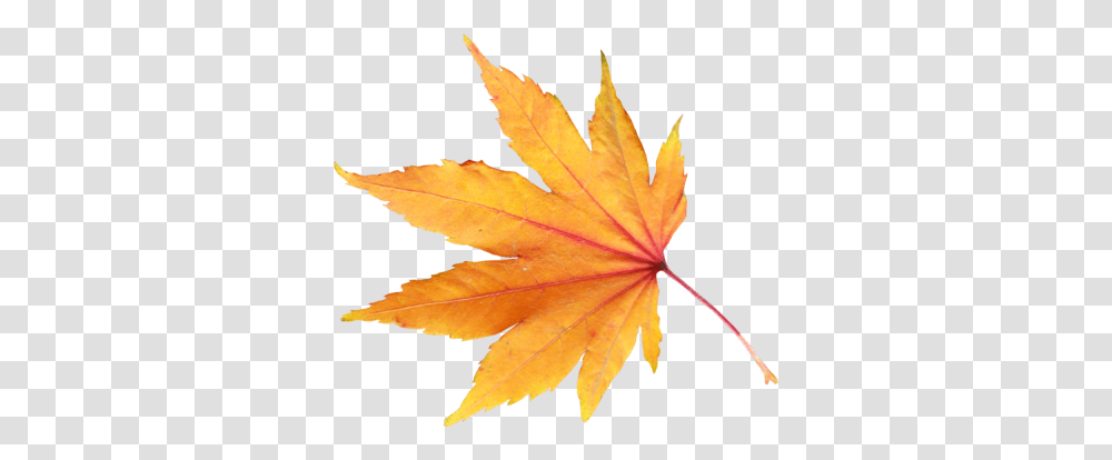 Download Autumn Free Image And Clipart, Leaf, Plant, Tree, Maple Leaf Transparent Png