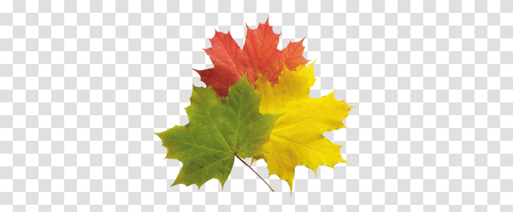 Download Autumn Free Image And Clipart, Leaf, Plant, Tree, Maple Transparent Png