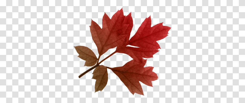 Download Autumn Free Image And Clipart, Leaf, Plant, Tree, Rose Transparent Png