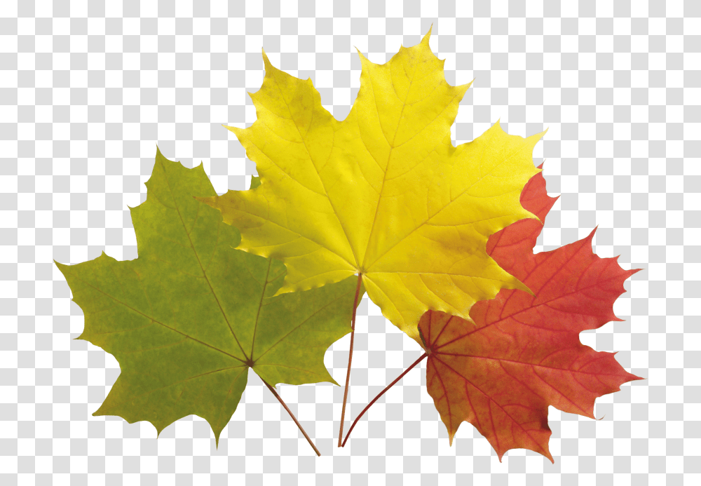 Download Autumn Leaf Clipart Photo Colourful Maple Leaves, Plant, Tree, Maple Leaf, Person Transparent Png