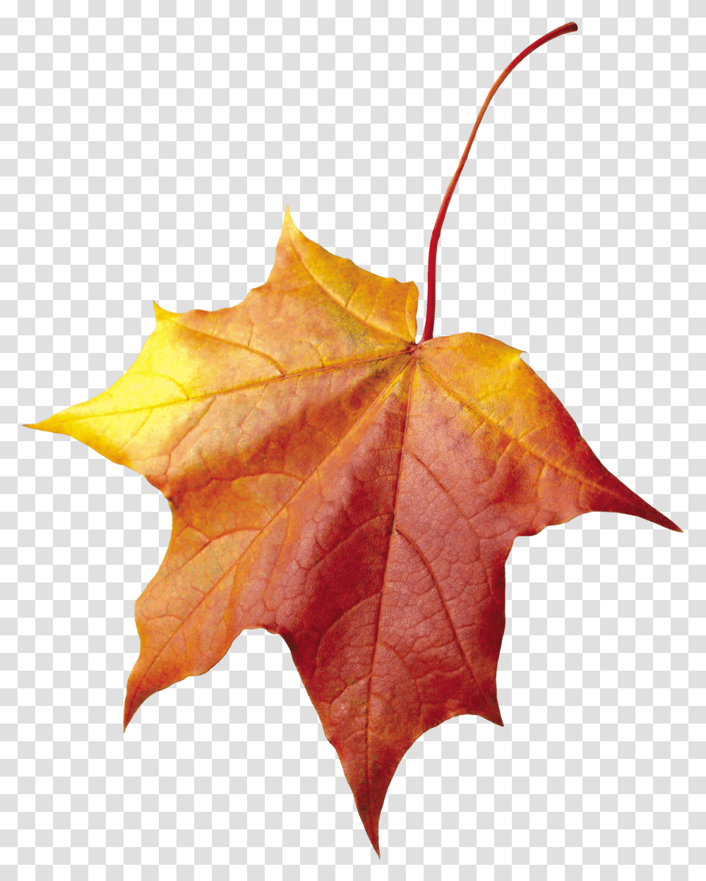 Download Autumn Leaf Hq Image Autumn Leaves Pink, Plant, Tree, Maple, Maple Leaf Transparent Png