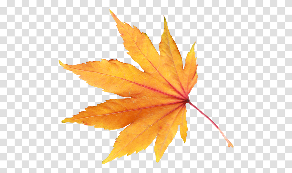 Download Autumn Leaf Hq Image Background Autumn Leaf, Plant, Tree, Maple Leaf, Bird Transparent Png