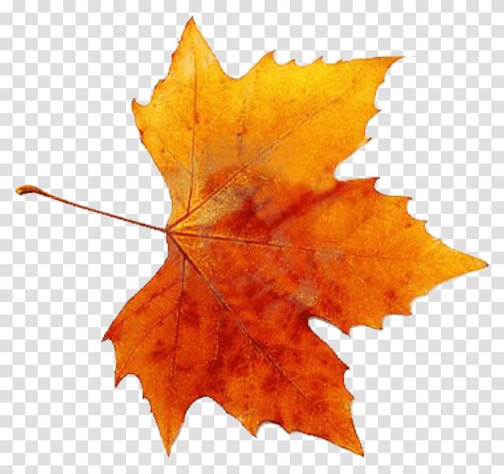 Download Autumn Leaves Fallen Autumn Leave, Leaf, Plant, Tree, Maple Transparent Png