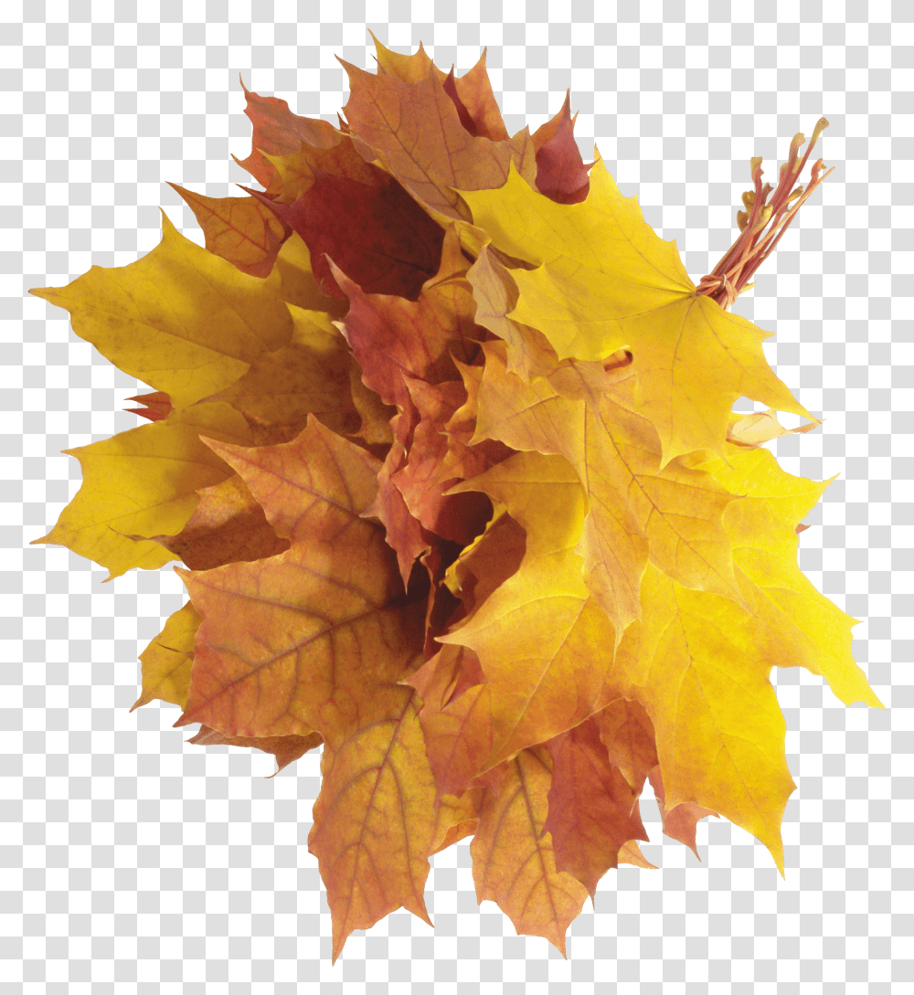 Download Autumn Leaves Hq Image Aesthetic Fall Leaves, Leaf, Plant, Tree, Maple Transparent Png