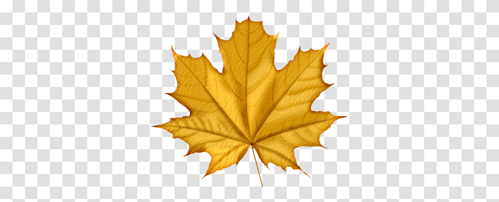 Download Autumn Leaves Icon Purple Maple Leaf Green Colour Autumn Leaf, Plant, Tree, Person, Human Transparent Png