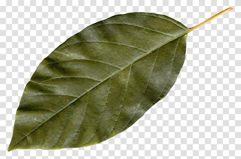 Download Autumn Leaves Image For Free Bay Leaf, Plant, Turtle, Reptile, Sea Life Transparent Png