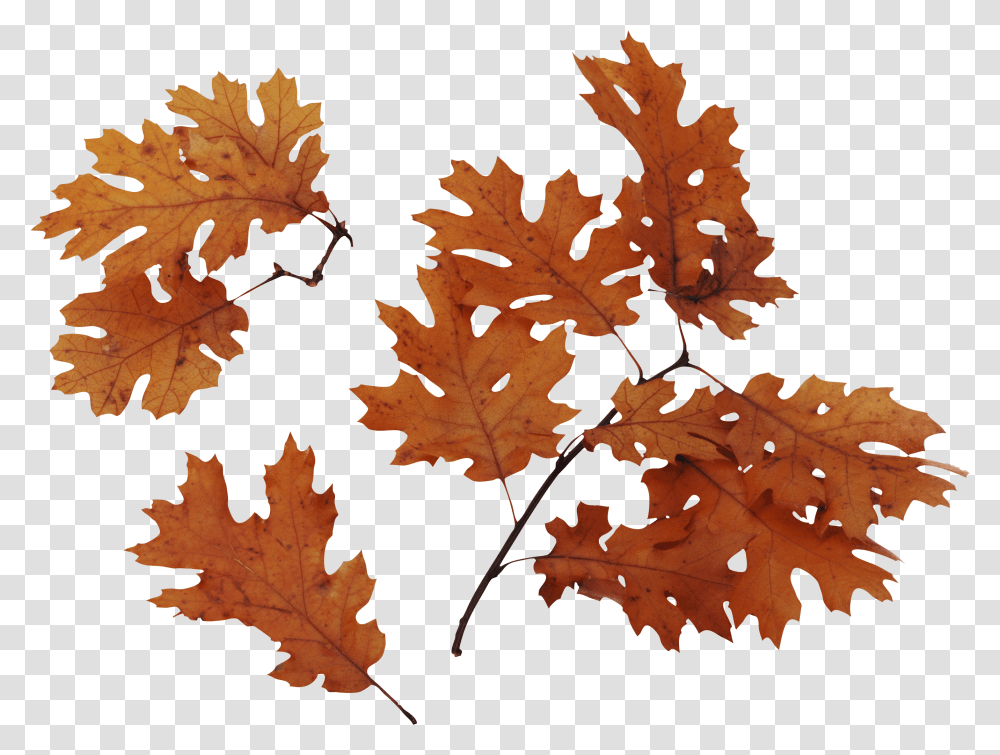 Download Autumn Leaves Image For Free Realistic Fall Leaves Transparent Png