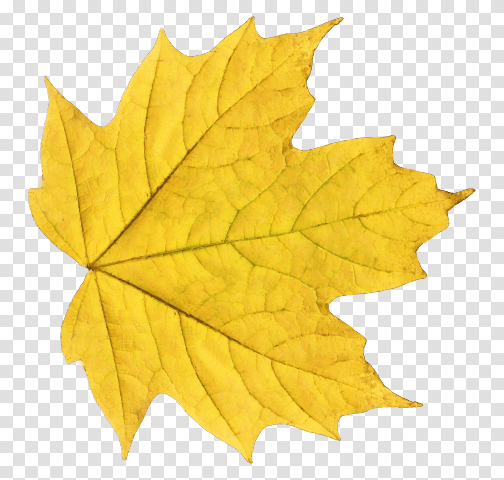 Download Autumn Leaves Image For Free Yellow Leaf, Plant, Tree, Maple Leaf Transparent Png
