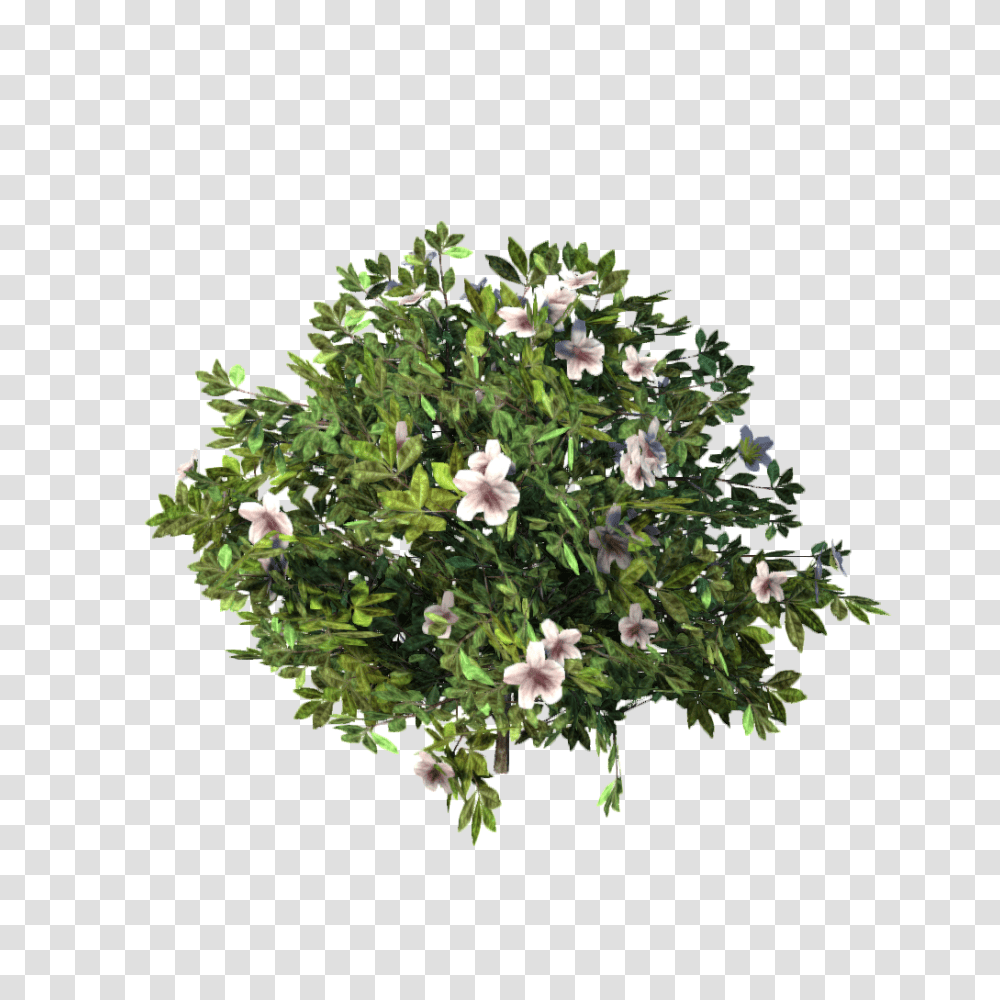 Download Azalea Image With No Azalea, Bush, Vegetation, Plant, Geranium Transparent Png