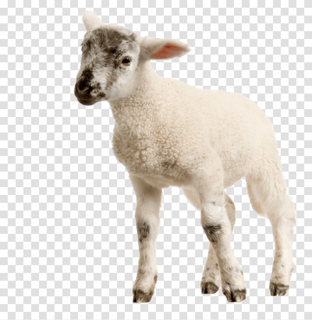 Download Baby Lamb Image For Free Background Sheep Transparent Png