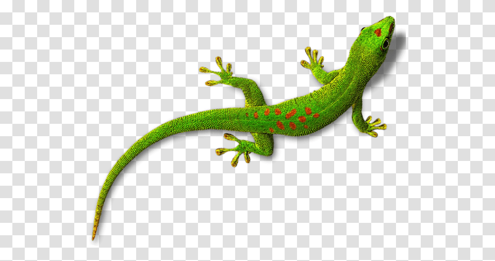 Download Background Lizard Clipart, Gecko, Reptile, Animal, Green Lizard Transparent Png